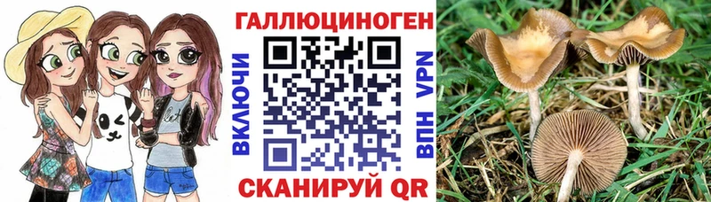 Галлюциногенные грибы Cubensis  OMG ССЫЛКА  Сунжа 